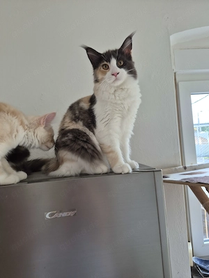 Maine Coon Kitten  Mädel 