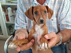 Edda sucht ihr Zuhause (noch auf Sardinien)
