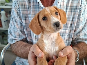 Ella sucht ihr Zuhause (noch auf Sardinien)