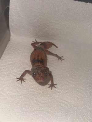 0.1.1 Nephrurus Cinctus