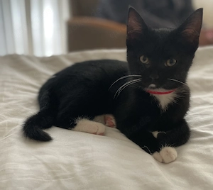 Kitten Mädchen abzugeben 