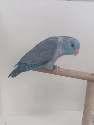 Blaugenick Sperlingspapagei 