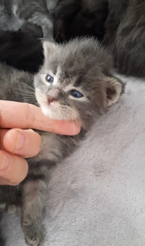 Maine Coon Kitten