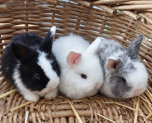 Baby Zwergkaninchen Zwergwidder Kaninchen 
