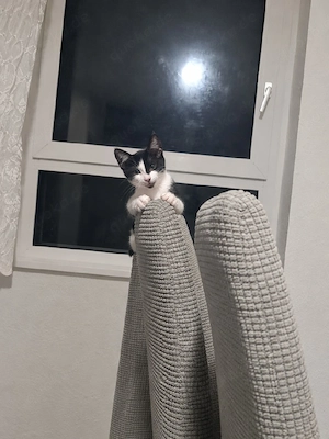 tuxedo katze 