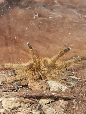 Pterinochilus murinus rcf   Rote Usambara