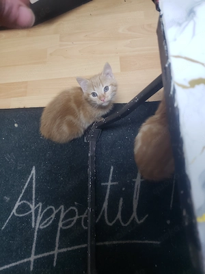 Katzenbabys zu verschenken 