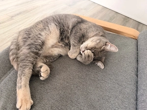 Liebesvolle katze sucht ein zuhause!