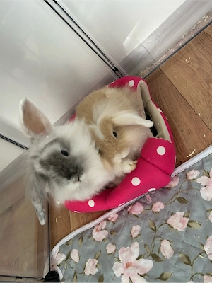 kaninchen abzugeben