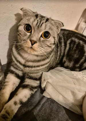  Katze Lilly sucht ein liebevolles neues Zuhause   