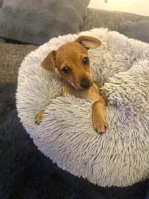 Rehpinscher Mix Mädchen Miya 