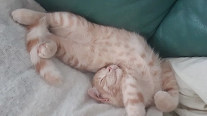 BKH Mix Kitten 