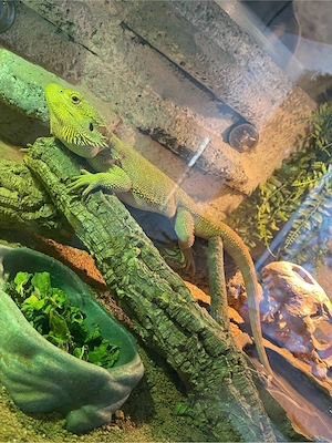 Wunderschöne Bartagme inkl.Terrarium 