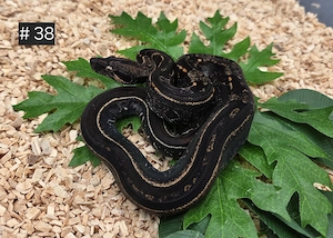 IMG Eclipse, IMG Mandarin, IMG Motley, Boa Constrictor Imperator 