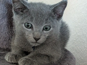 Russisch Blau Kitten mit Stammbaum 