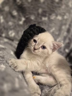    **3 süße Siam-Mix-Kitten suchen ein liebevolles Zuhause**   