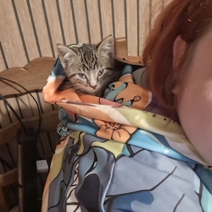 Baby katze sucht dringen ein zuhause 