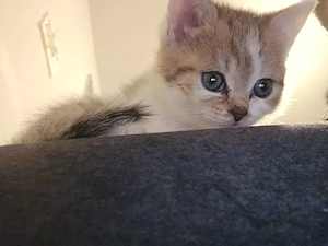 wunderschöne Katzenbabys suchen ein liebevolles Zuhause! 