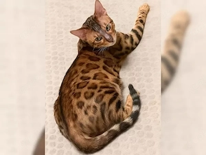 Bengal kitten Kater gold-braun und Glitter-Effekt
