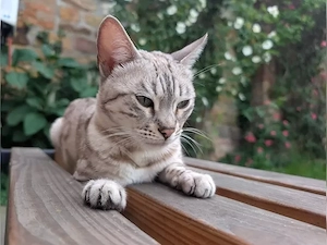 Schöne Bengalkatze Nala (5 Jahre) sucht neues Zuhause
