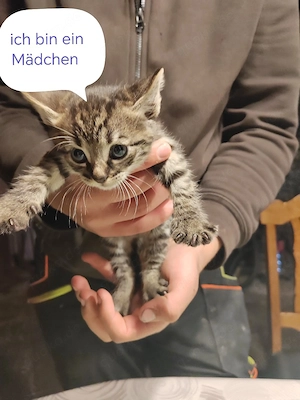 wir suchen bald ein zu hause   
