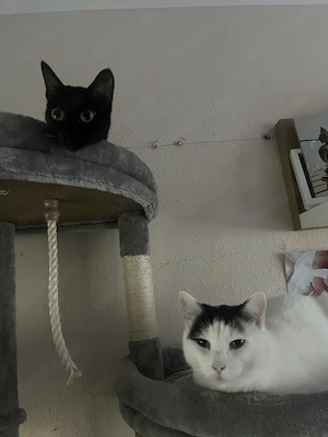 katze zum verkaufen in 