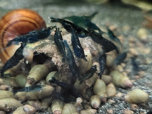 Midnight Blue Garnelen Neocaridina davidi schwarz blau10 St = 18 