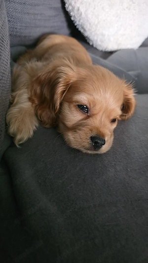 Cocker Spaniel Rüde sucht sein Kuschelplatz