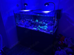 250L Meerwasseraquarium 