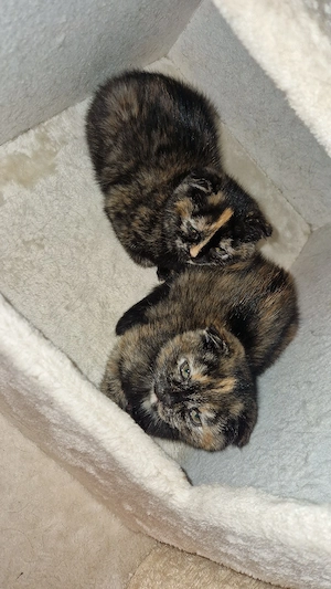 2 süße bkh mädchen suchen