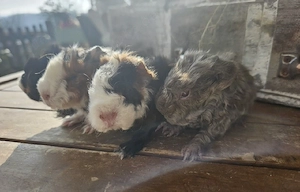 Meerschweinchen Lunkarya Babys