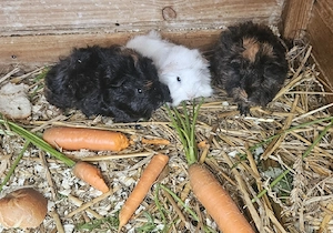 Meerschweinchen Lunkarya Babys