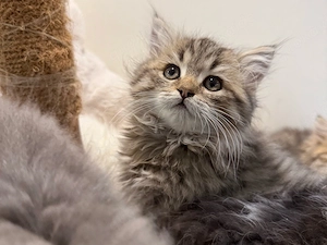 Ragdoll und britisch Langhaar kitten