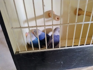 Schwarzköpfchen Opalin (Lila Blau)
