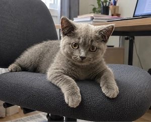 BKH-Kater, 4 Monate alt