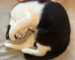 junger Kater 