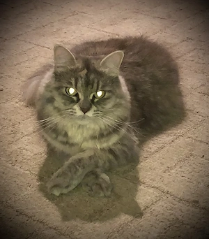 Bildhübsches Ragcoon-Mädchen (Ragdoll-MaineCoon Mix)