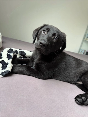 Mischlingswelpe Labrador Altdeutscher Schäferhund Mix