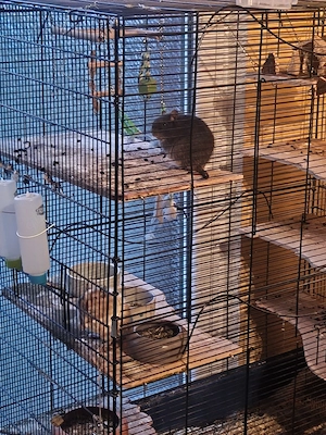 2 Degu männchen
