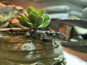 Skorpion-Schwanzgecko Übergabe Hannover 