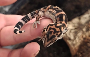 Höhlengecko Übergabe Hannover 