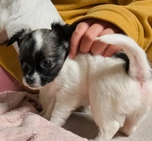 Unsere kleinen Chihuahua-Welpen Finn und Morla suchen ihr Für-immer-Zuhause   