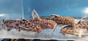 Welse Synodontis Lucipini