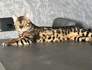 2 Bengalen in liebevolle Hände abzugeben