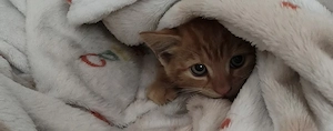 Simba und Nala kitten   