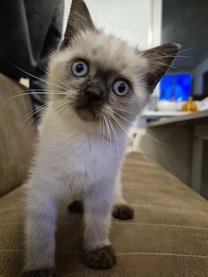 BKH Kitten in 3 Wochen abgabebereit