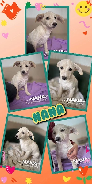 zuckersüßes, aufgewecktes, liebes Welpenmädchen "Nana" sucht ein liebevolles Zuhause
