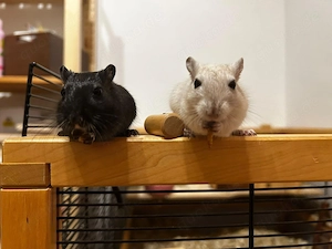 Wüstenrennmäuse suchen neues Zuhause
