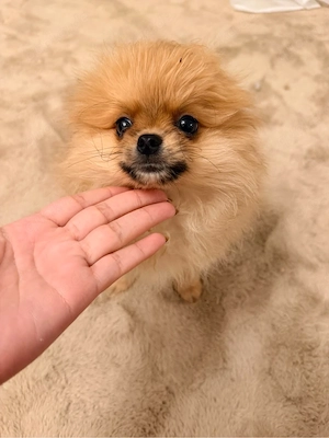 pomeranian zwergspitz welpe mannlich