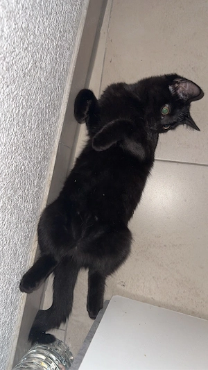 BKH mix kitten 